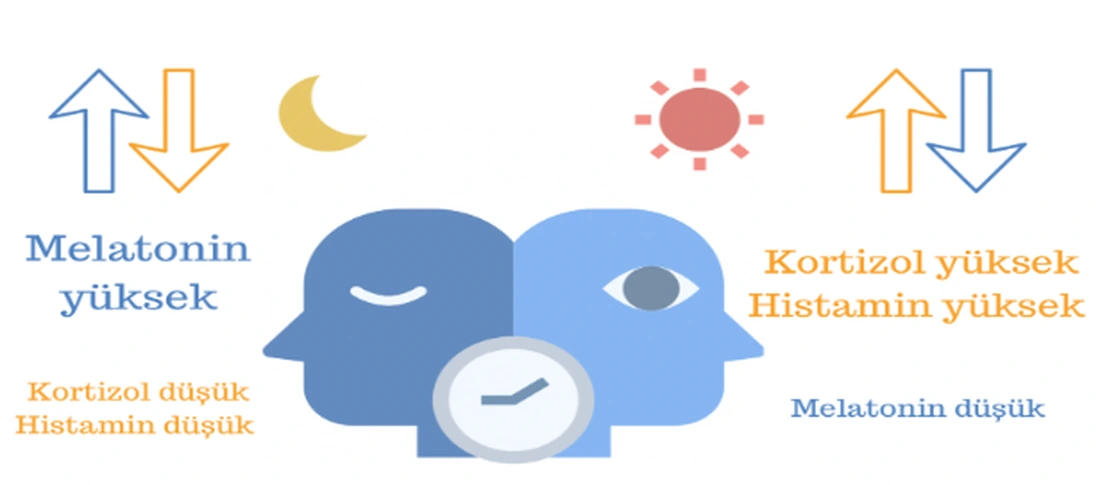 uyku dengesi kortizol histamin melatonin 2