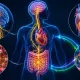 Vagus Siniri Nedir? Vagal Tonus, Belirtiler ve Hastalıklar